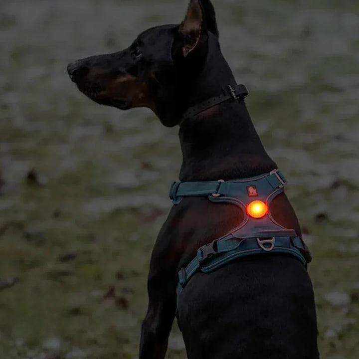 LED Ljus för Hundsele Synlighet upp till 500 m Djurslottet