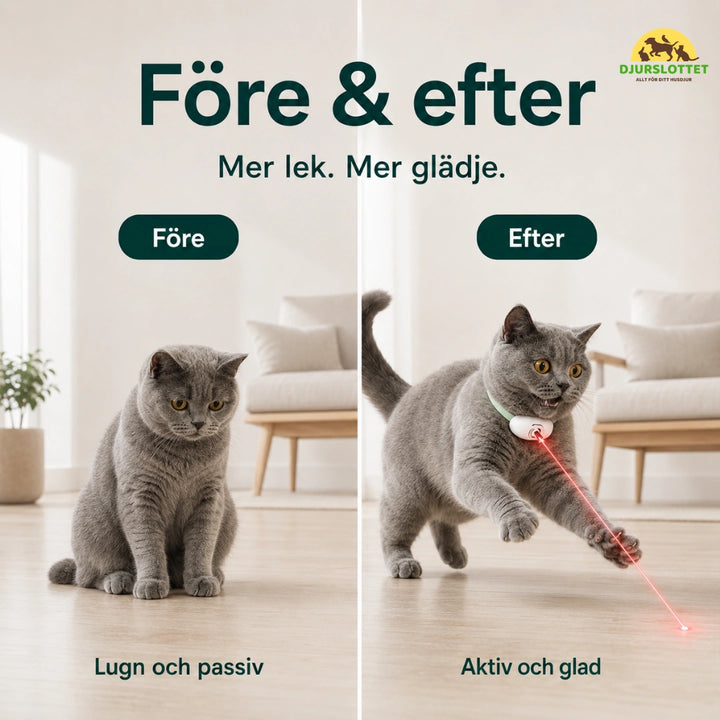 Laserhalsband vs efter - Djurslottet