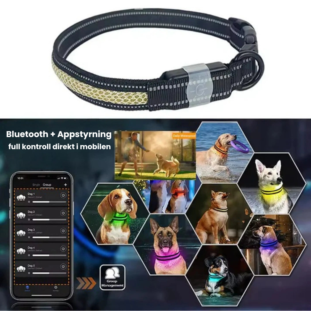 LunaPawHalsband med LED-belysning Bluetooth + Appstyrning - Djurslottet