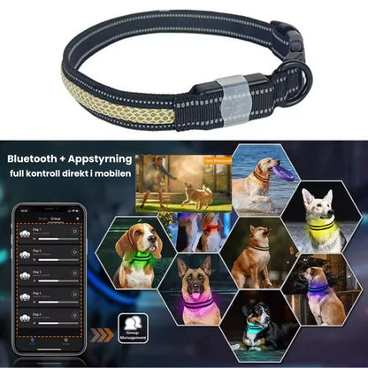 LunaPawHalsband med LED-belysning Bluetooth + Appstyrning - Djurslottet