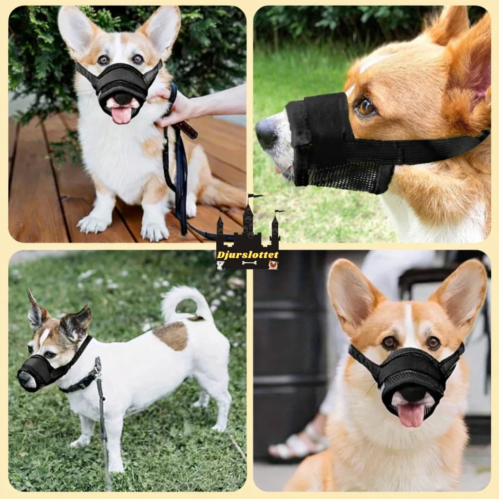 Munkorg till Hund - Djurslottet