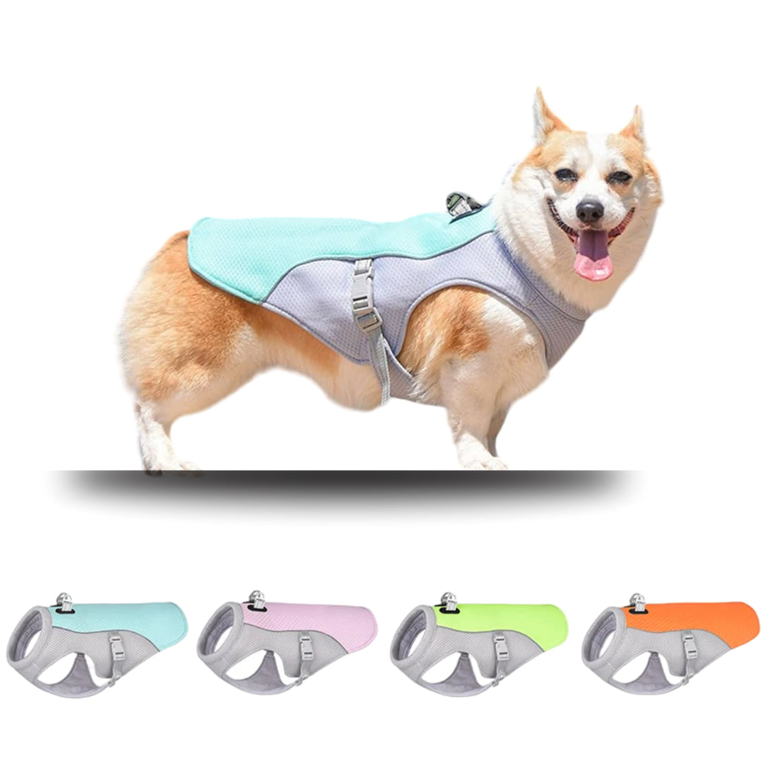 Detixy Kylväst - Djurslottet