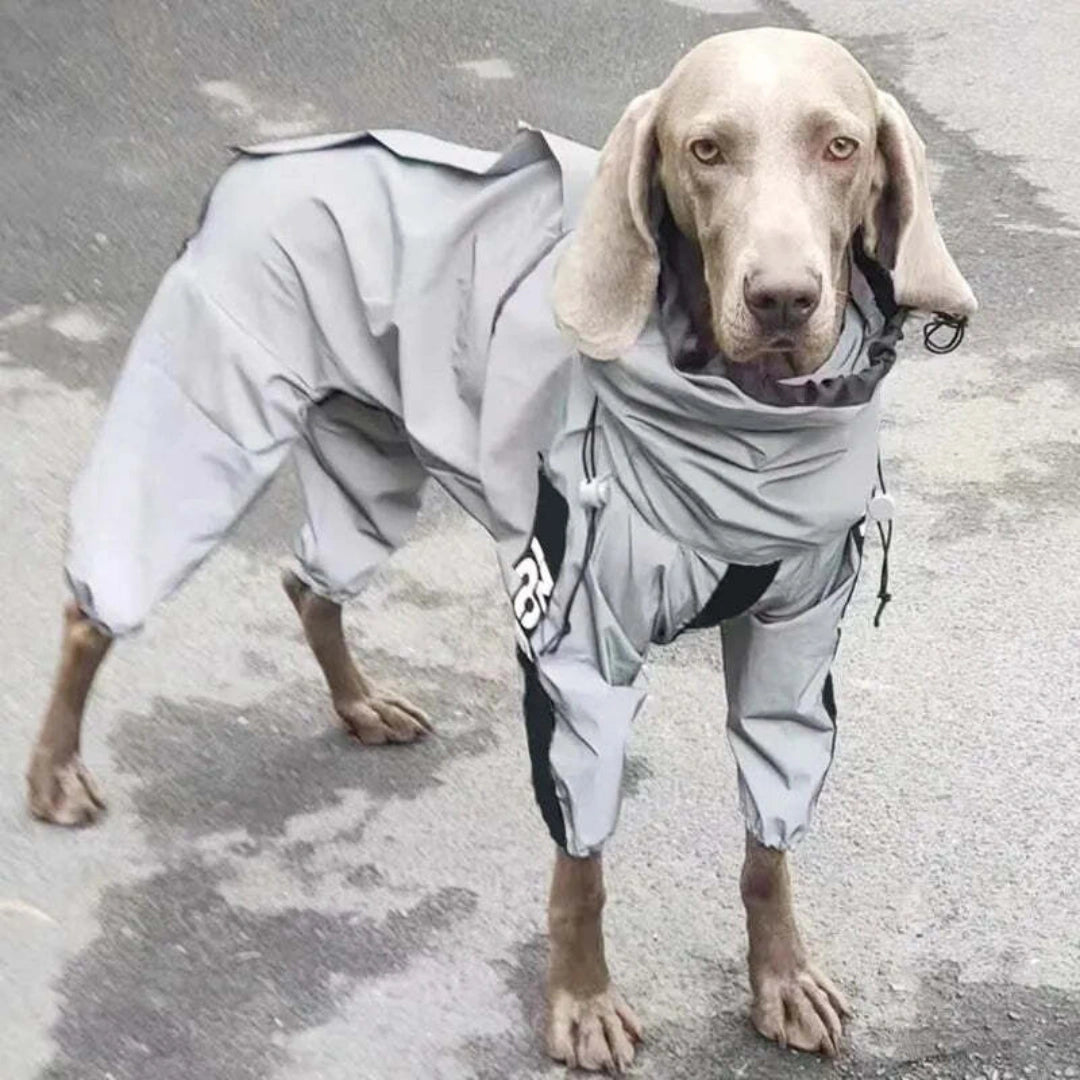 Reflekterande Regntäcke till Hundar Kvalitet För Livet - Djurslottet