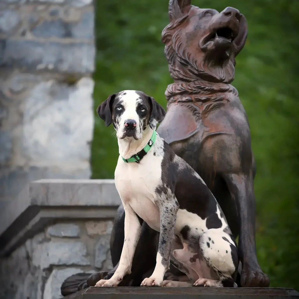 Reflexfit Justerbar Hundhalsband - Djurslottet