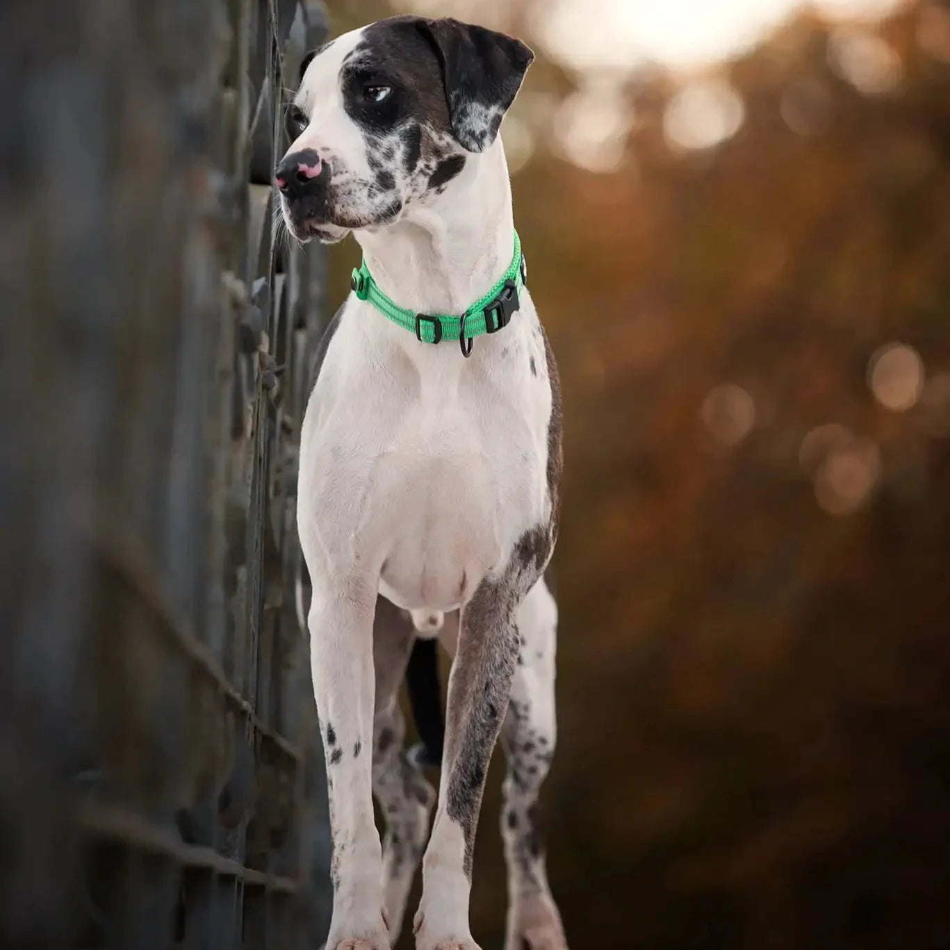 Reflexfit Justerbar Hundhalsband - Djurslottet