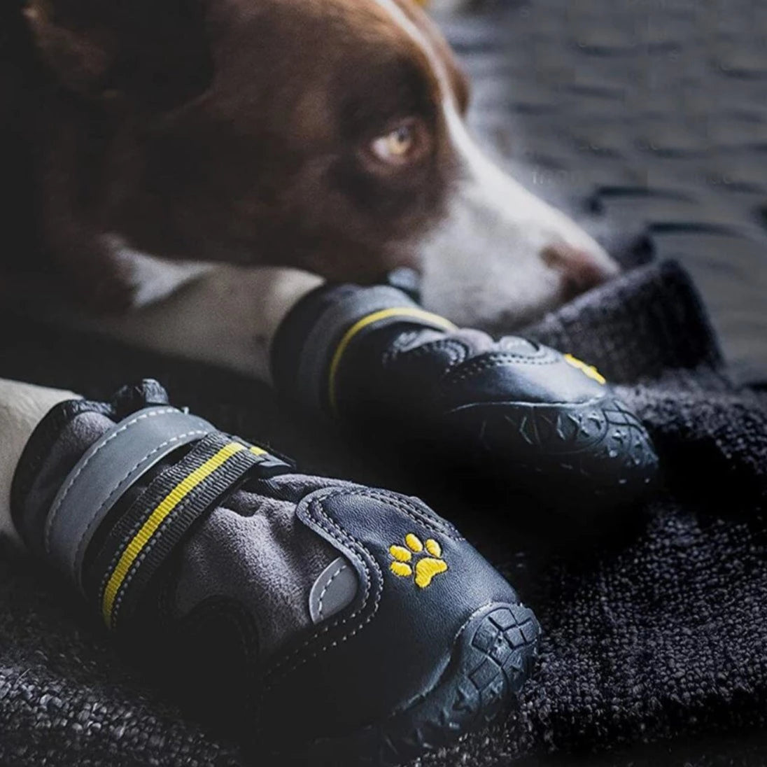 Hundskor Vinter, 
Skor Till Hund Snö, SnowGrip Vattentäta Hundskor (Reflekterande) - Djurslottet