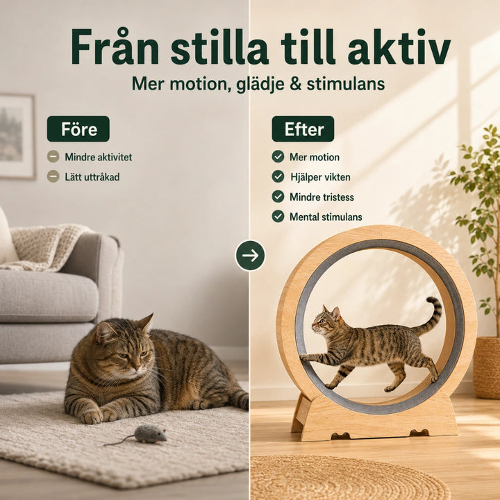 Tassiloop Katthjul i trä stilla till aktiv - Djurslottet