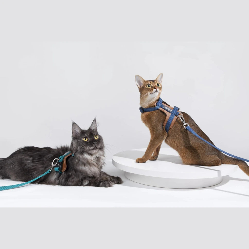 HiDream Leather Series kattsele - Djurslottet