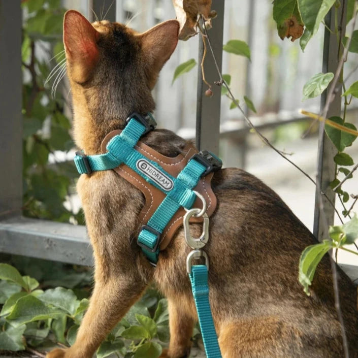 HiDream Leather Series kattsele - Djurslottet