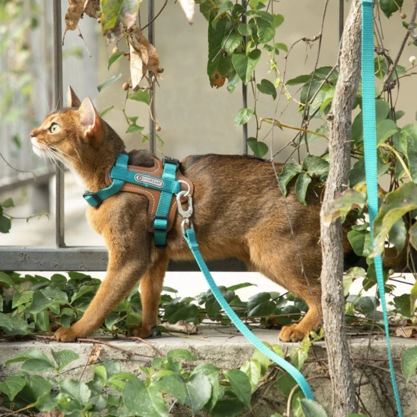 HiDream Leather Series kattsele - Djurslottet