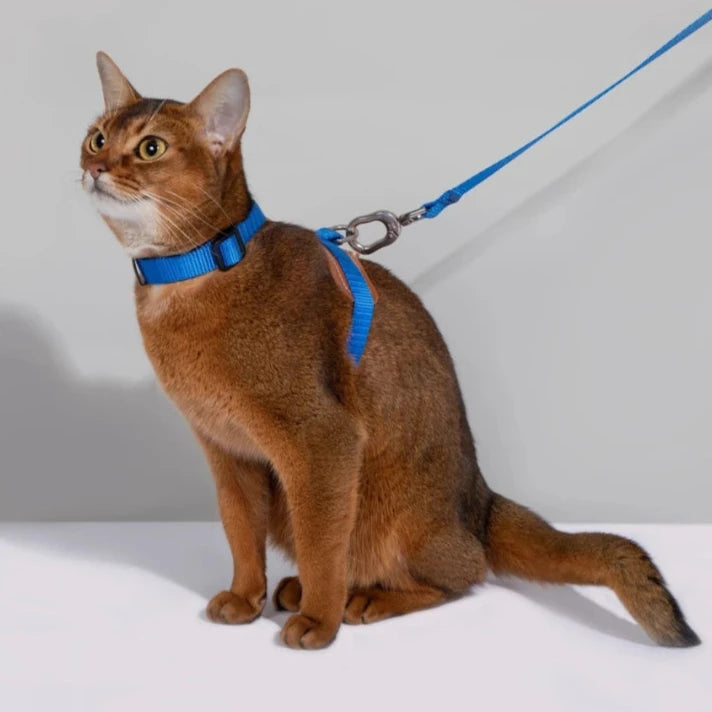 HiDream Leather Series kattsele - Djurslottet