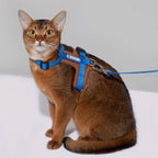 HiDream Leather Series kattsele - Djurslottet