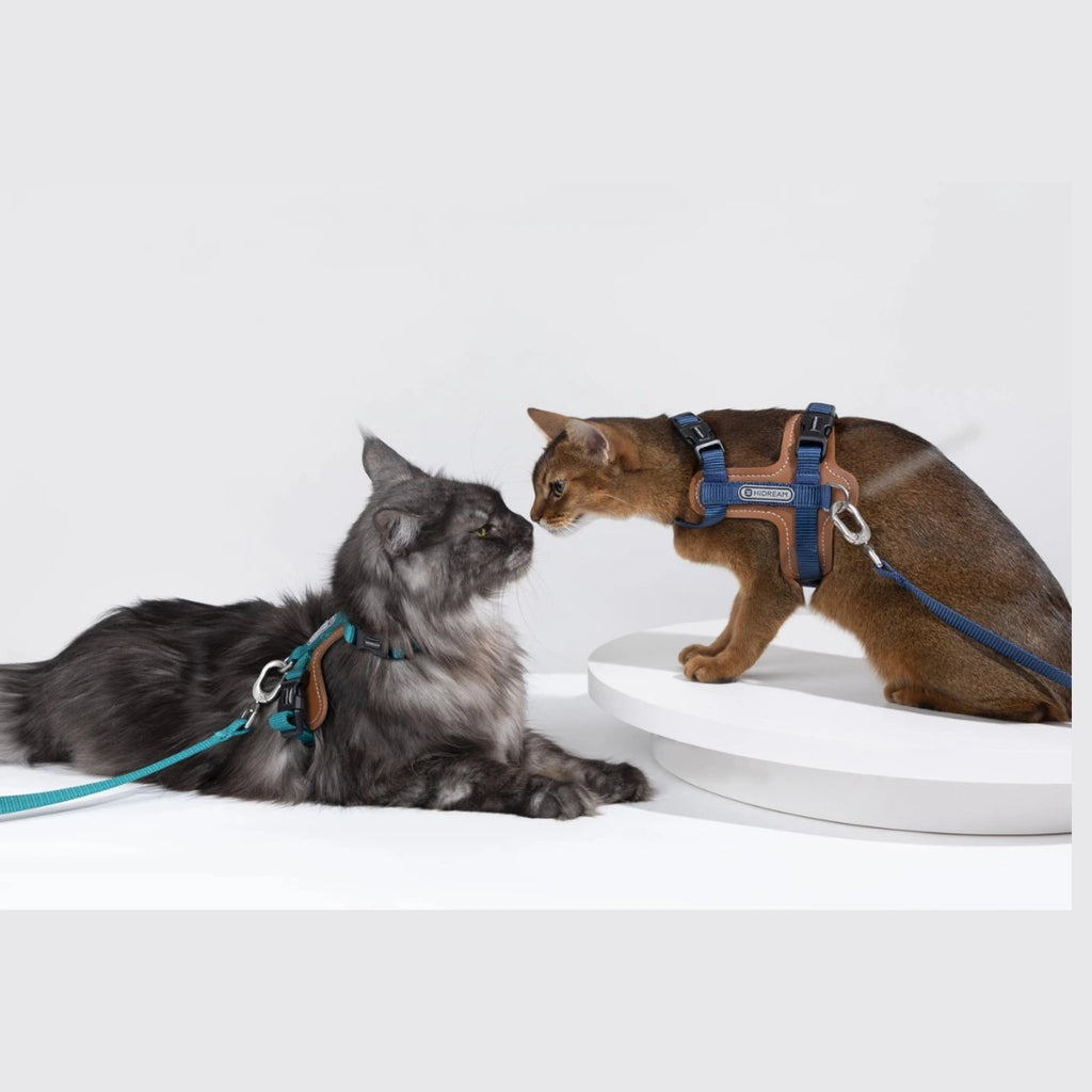 HiDream Leather Series kattsele - Djurslottet