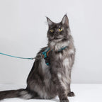 HiDream Leather Series kattsele - Djurslottet