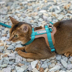 HiDream Leather Series kattsele - Djurslottet