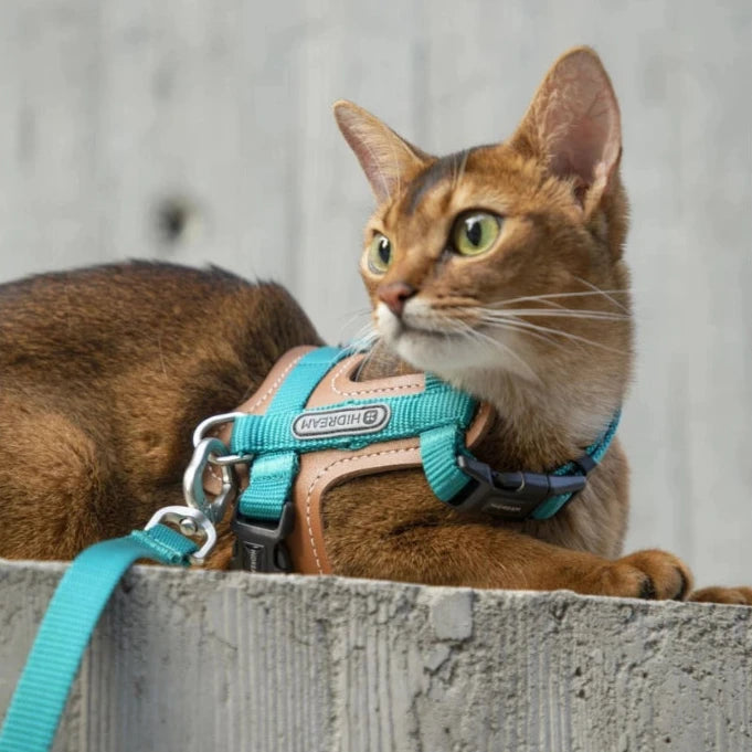 HiDream Leather Series kattsele - Djurslottet