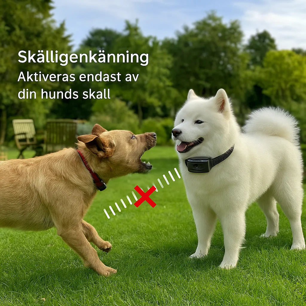 Antiskällhalsband med intelligent skälligdetektion – reagerar endast på din hunds skall, realistisk bild i trädgårdsmiljö