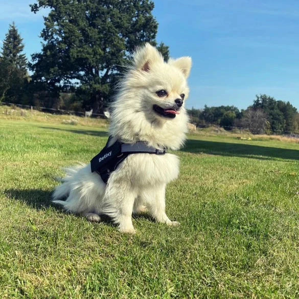 Detixy hundsele storlek xs på liten hund