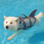 Samojedhund simmar i ljusblå somrig pool med hajformad flytväst 