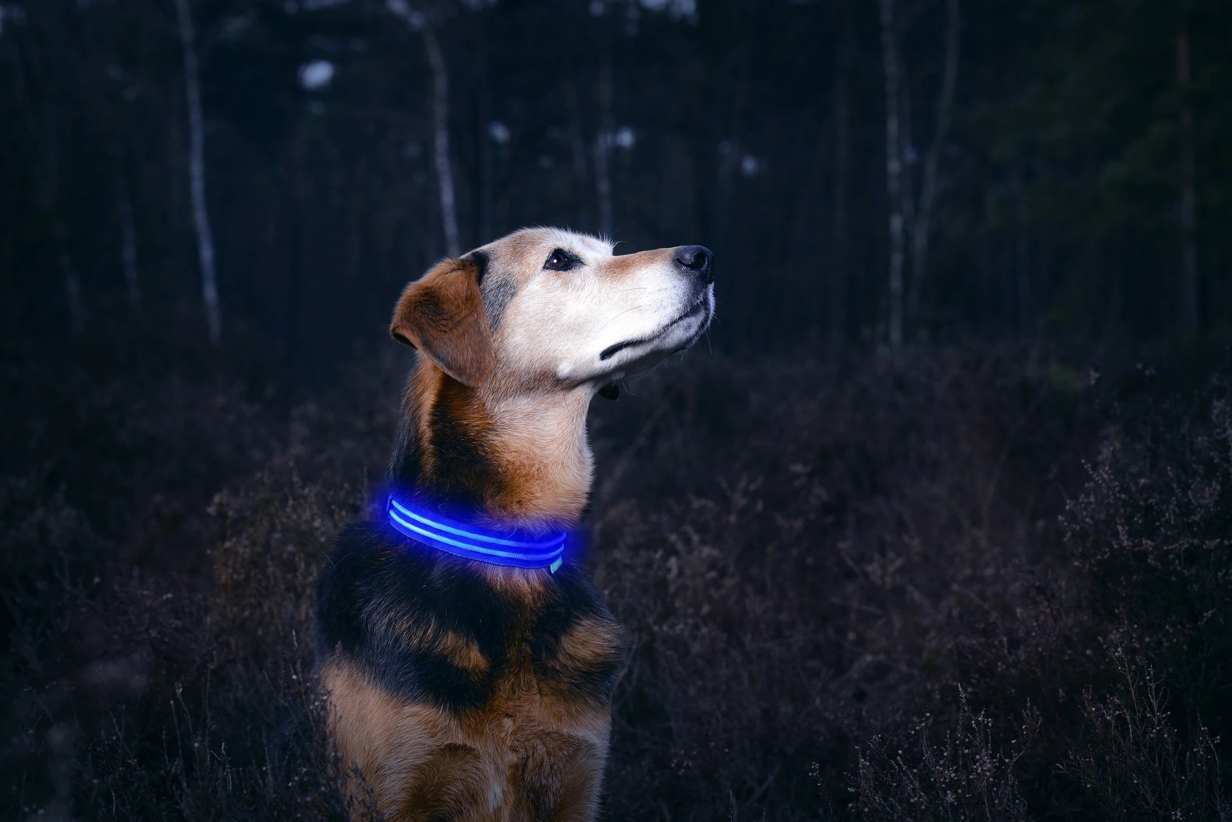 Ladda video: Bäst i test Ljushalsband för hundar och katter - Djurslottet