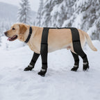 Hund går i djup snö med vinterskor och H-rem - Djurslottet