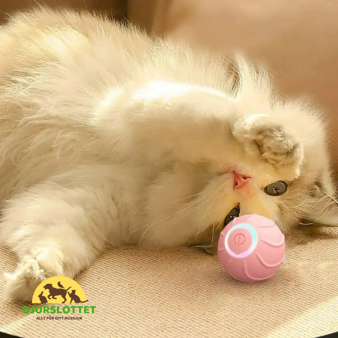 Jumping Ball för Katt - kattunge leker med den hoppande bollen - Djurslottet