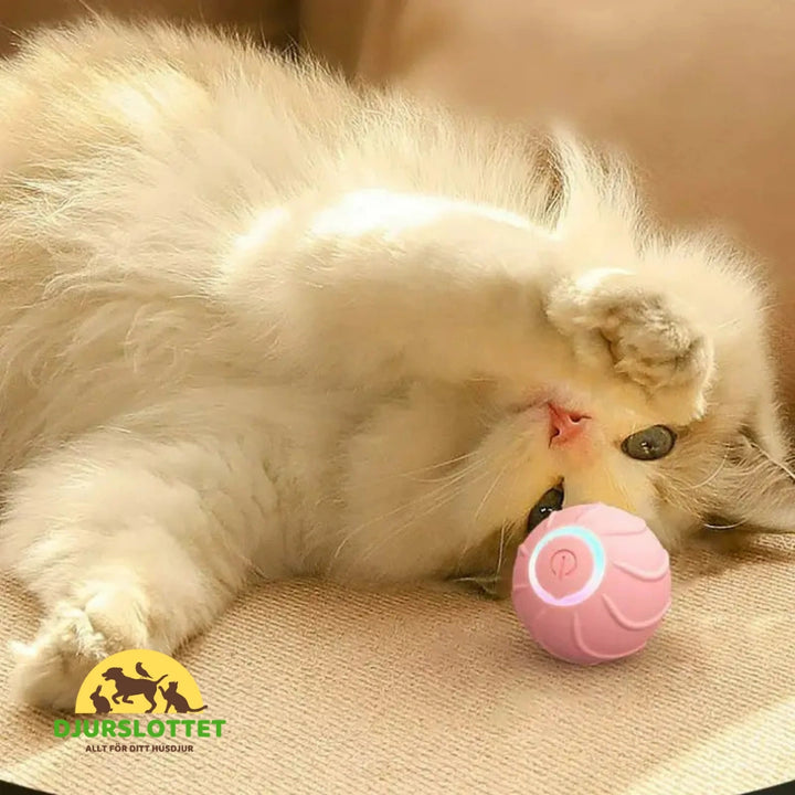 Jumping Ball för Katt - kattunge leker med den hoppande bollen - Djurslottet