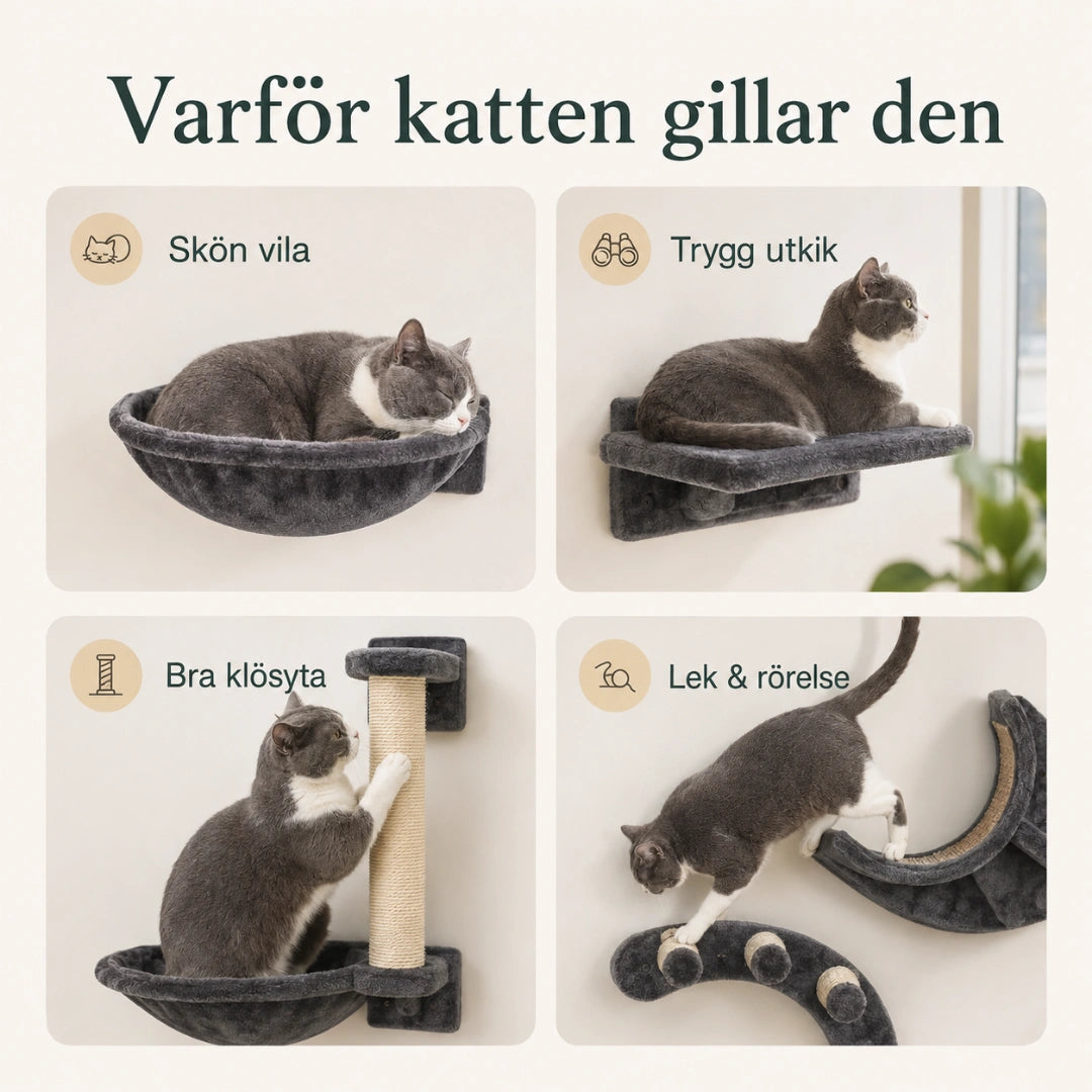 Varför katten gillar kattväggen, vila, utkik, klösyta och lek - Djurslottet