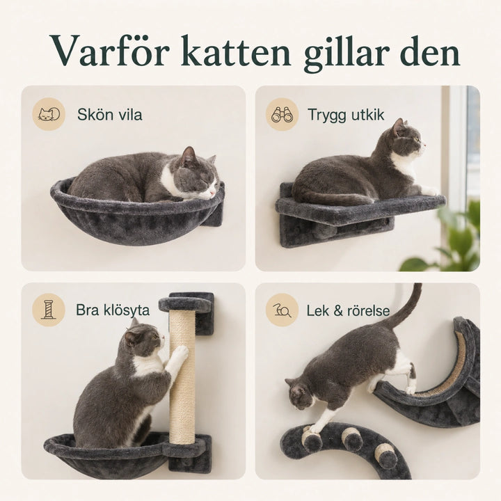 Varför katten gillar kattväggen, vila, utkik, klösyta och lek - Djurslottet