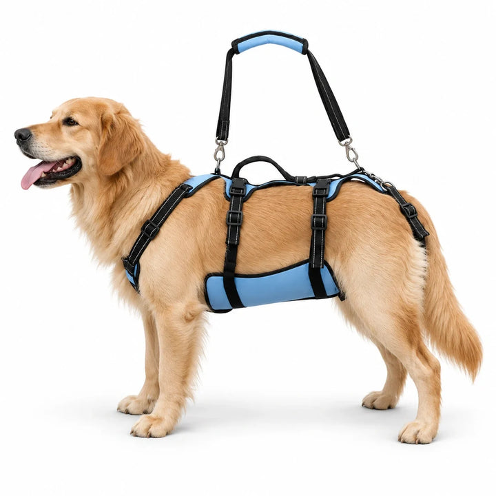 Lyftsele för Hund – lyftsele i storlek L på golden retriever mot vit bakgrund – Djurslottet
