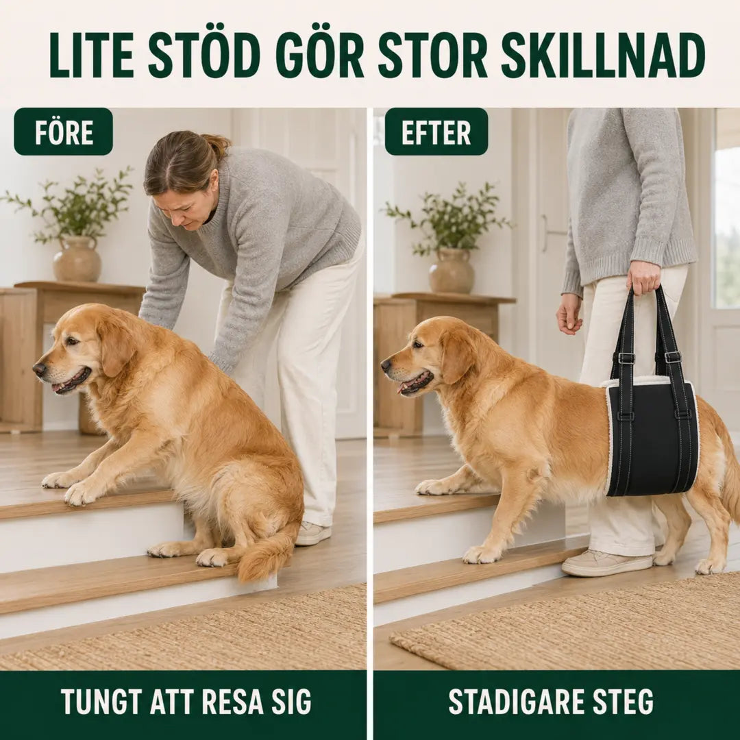 Före och efter med DogHalo lyftsele vid uppresning - Djurslottet