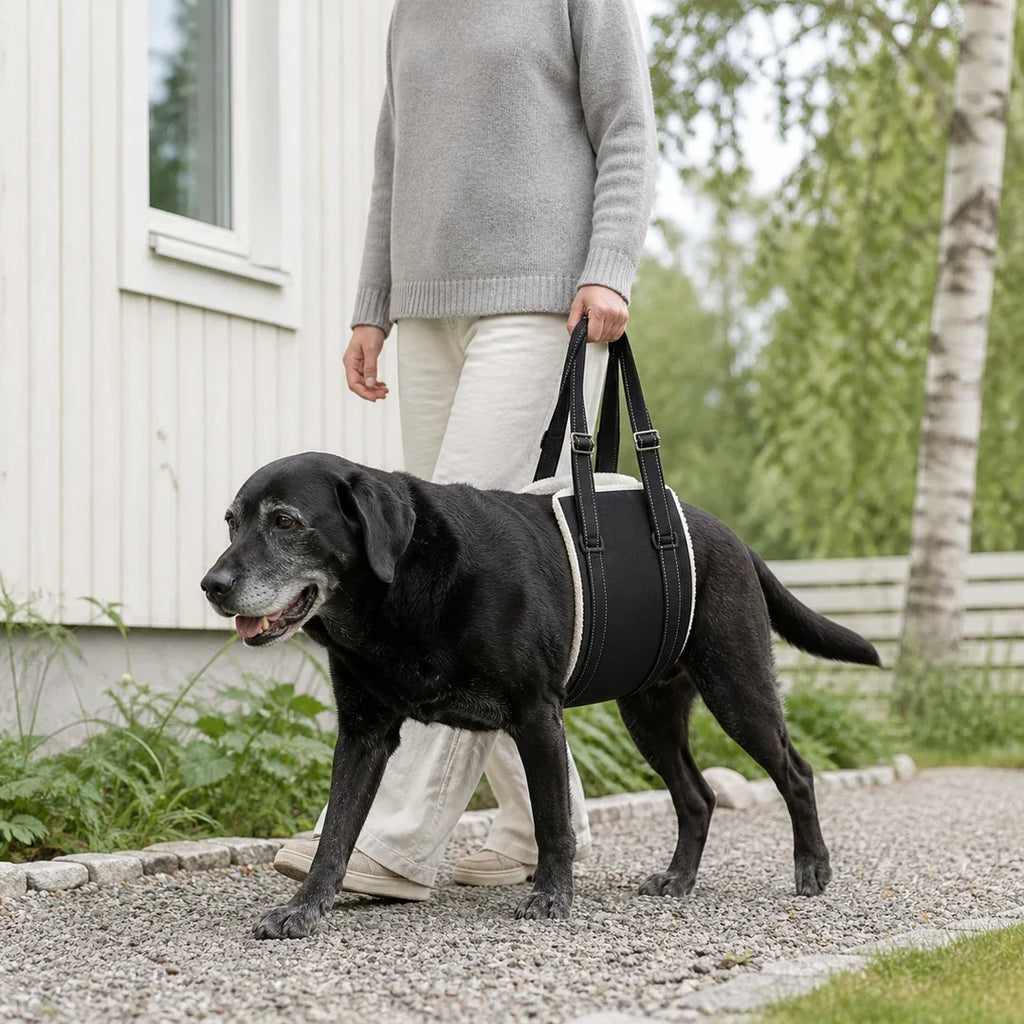 DogHalo lyftsele stöttar en äldre labrador på promenad - Djurslottet