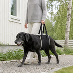 DogHalo lyftsele stöttar en äldre labrador på promenad - Djurslottet
