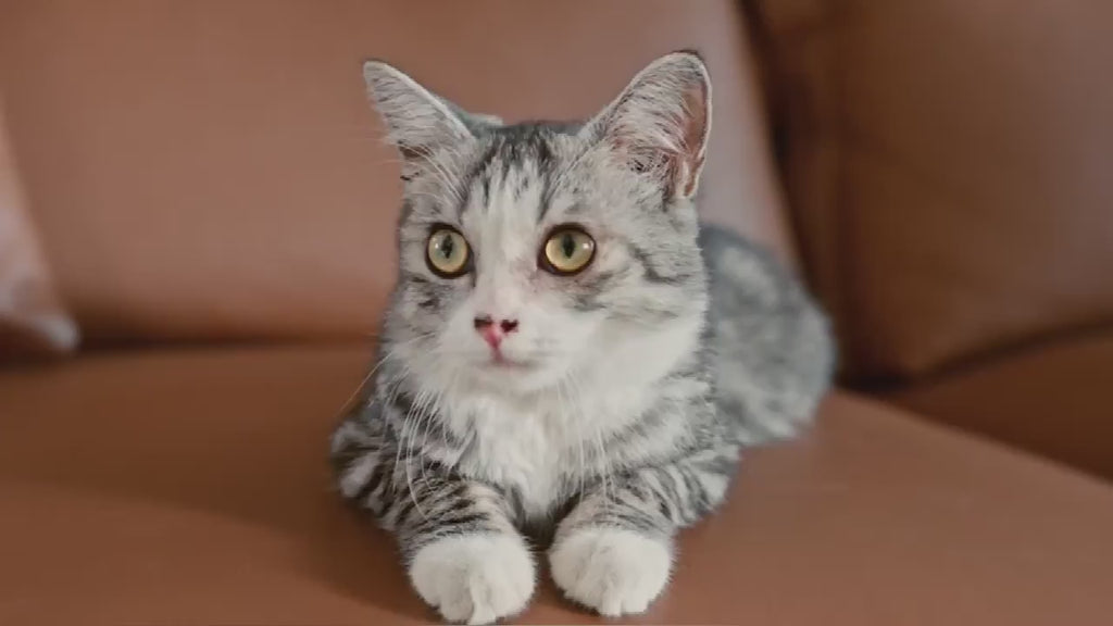 Video av Litterluxe Pro Självrengörande Kattlåda - Djurslottet