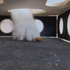 Video av Purrnivo Kattpussel med Klofil - Djurslottet