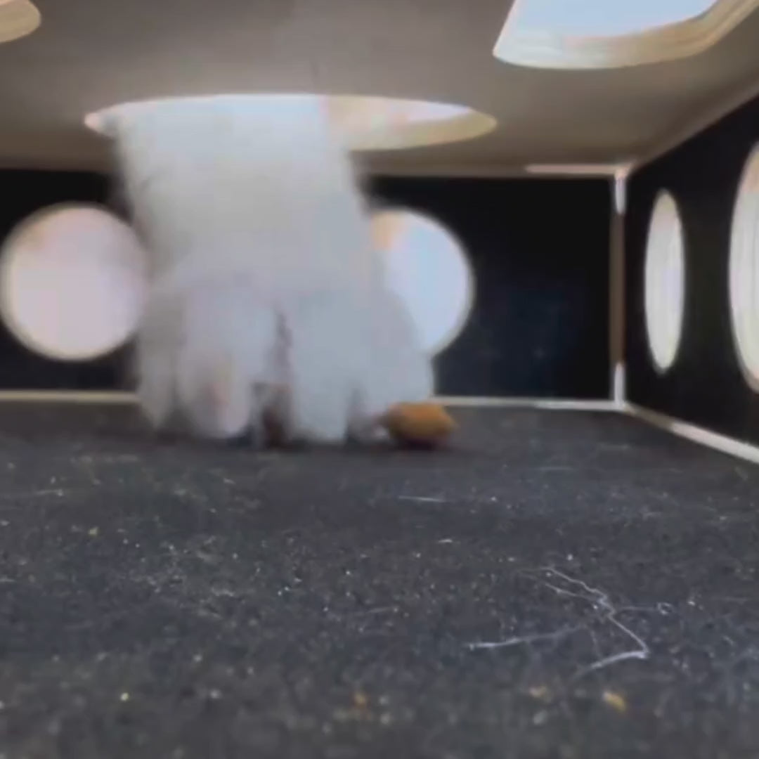 Video av Purrnivo Kattpussel med Klofil - Djurslottet