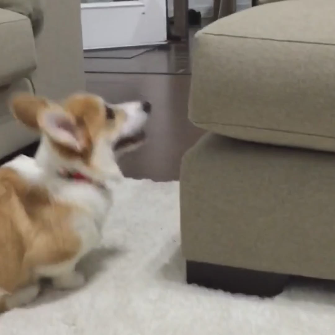 Video Lunatto Hundramp 2.0 med Sittpuff - Djurslottet