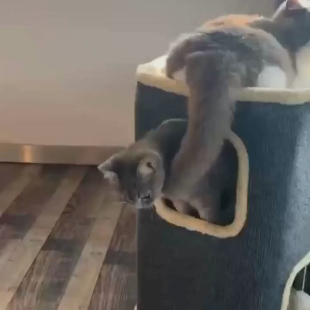 Video av Lunatto Katthus 3-våningar med klös - Djurslottet