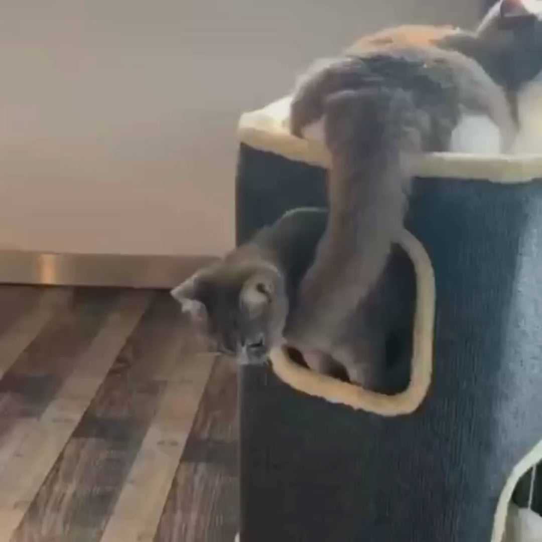 Video av Lunatto Katthus 3-våningar med klös - Djurslottet