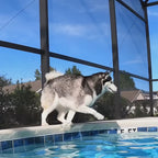 hundflytväst hajformad - Djurslottet