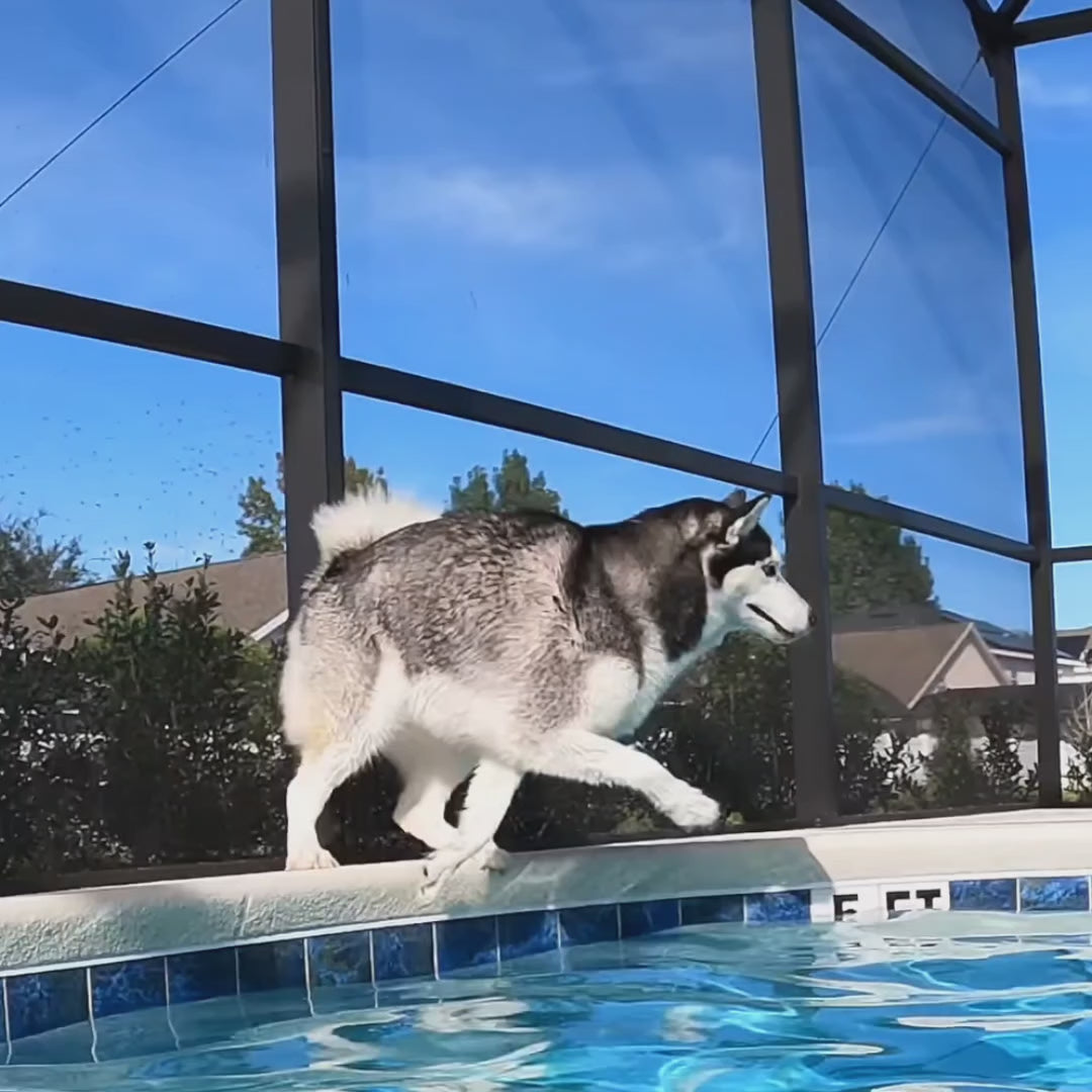 hundflytväst hajformad - Djurslottet