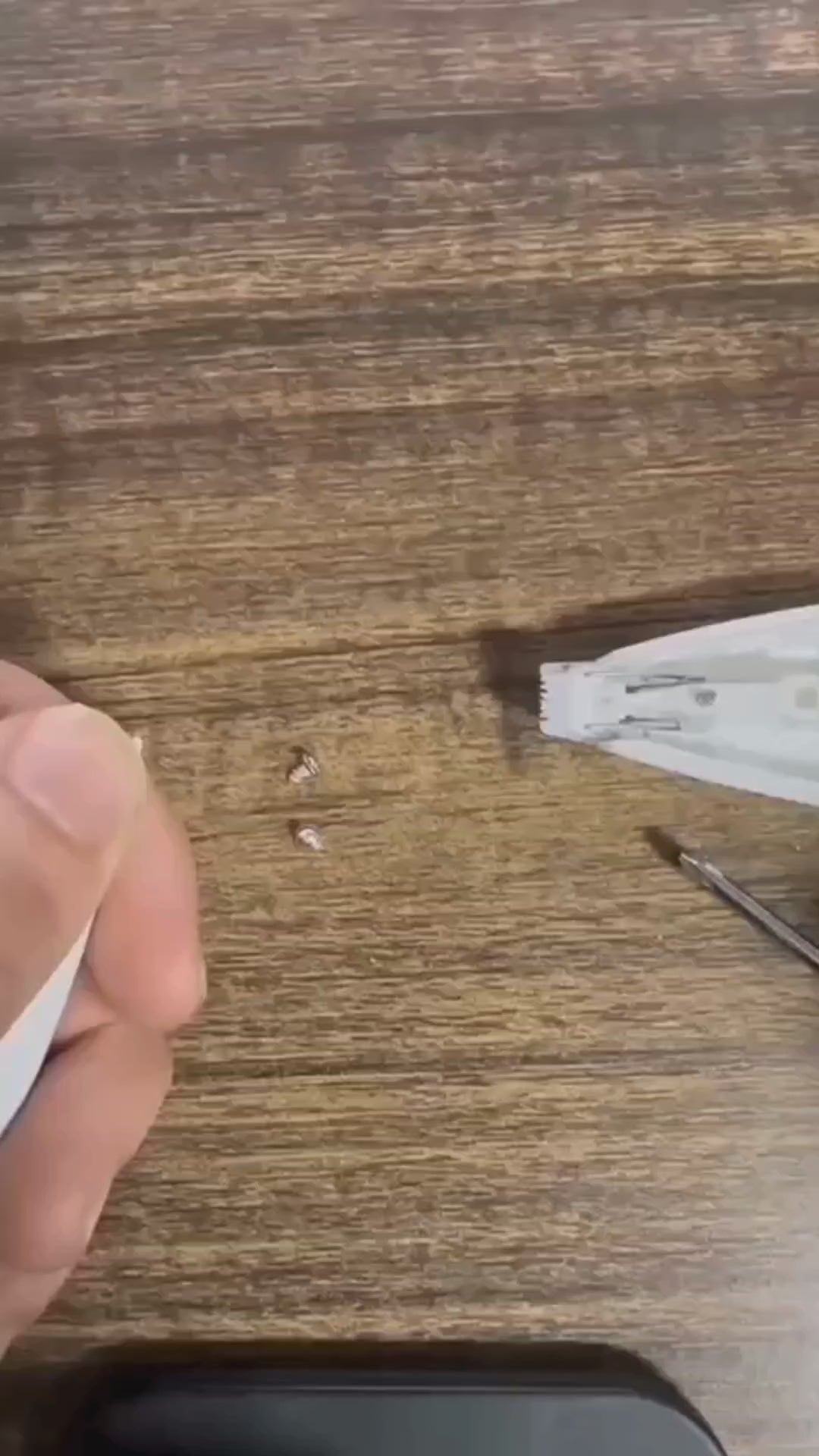 Video - Så här byter du Extrablad till Silvetti Tasstrimmer - Djurslottet