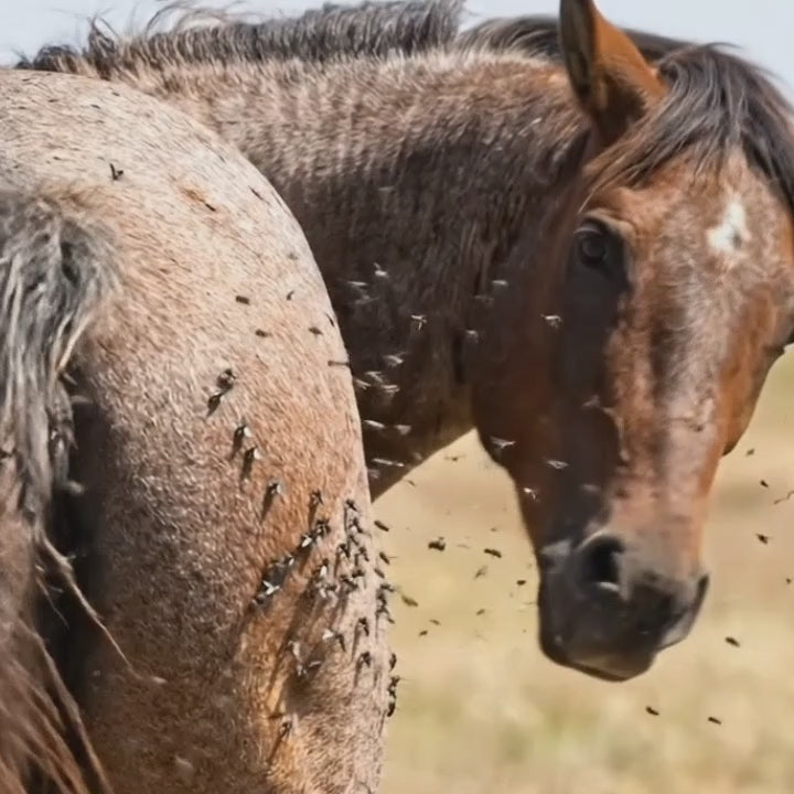 Video av Flughuva häst med öronskydd - Djurslottet