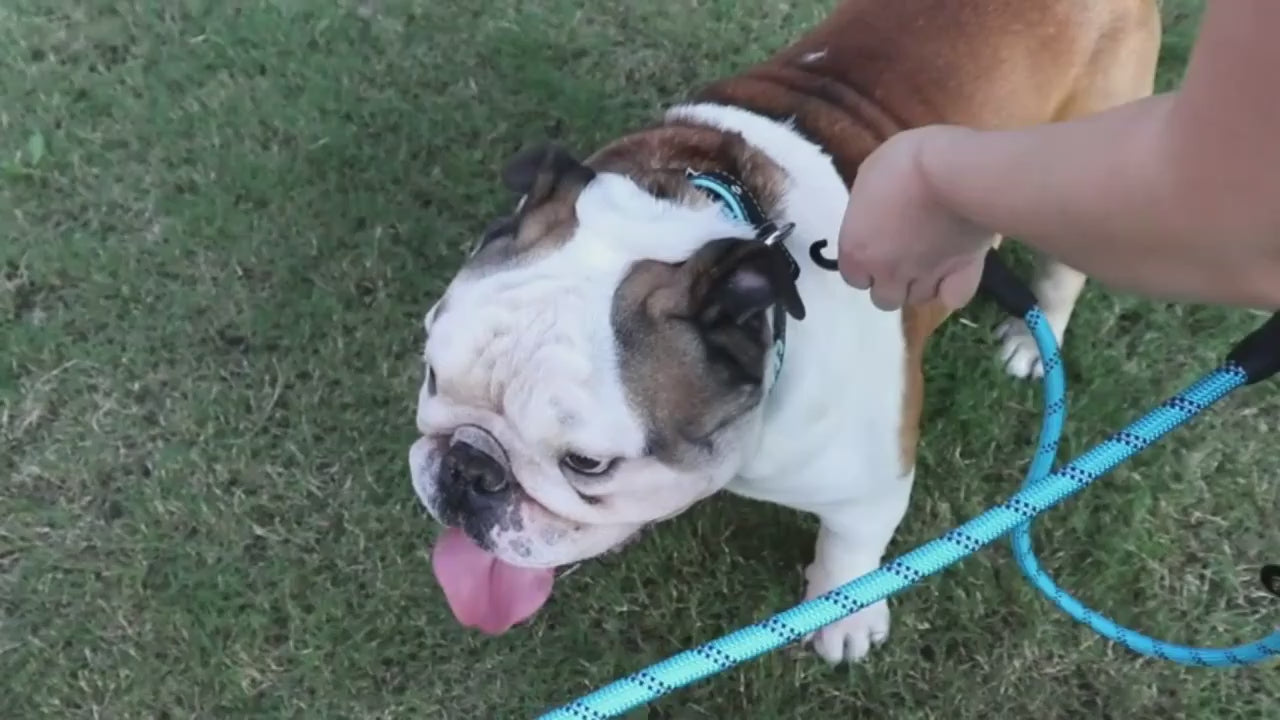 Koppel För Två Hundar, 
Hundkoppel För Två Hundar, Reflekterande Dubbelkoppel - Djurslottet