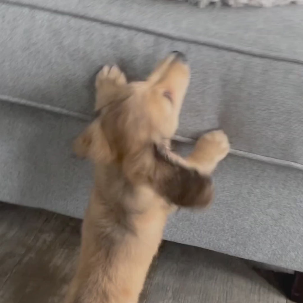 Video av PawHut Hundtrappa 2-i-1 - Djurslottet