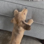 Video av PawHut Hundtrappa 2-i-1 - Djurslottet