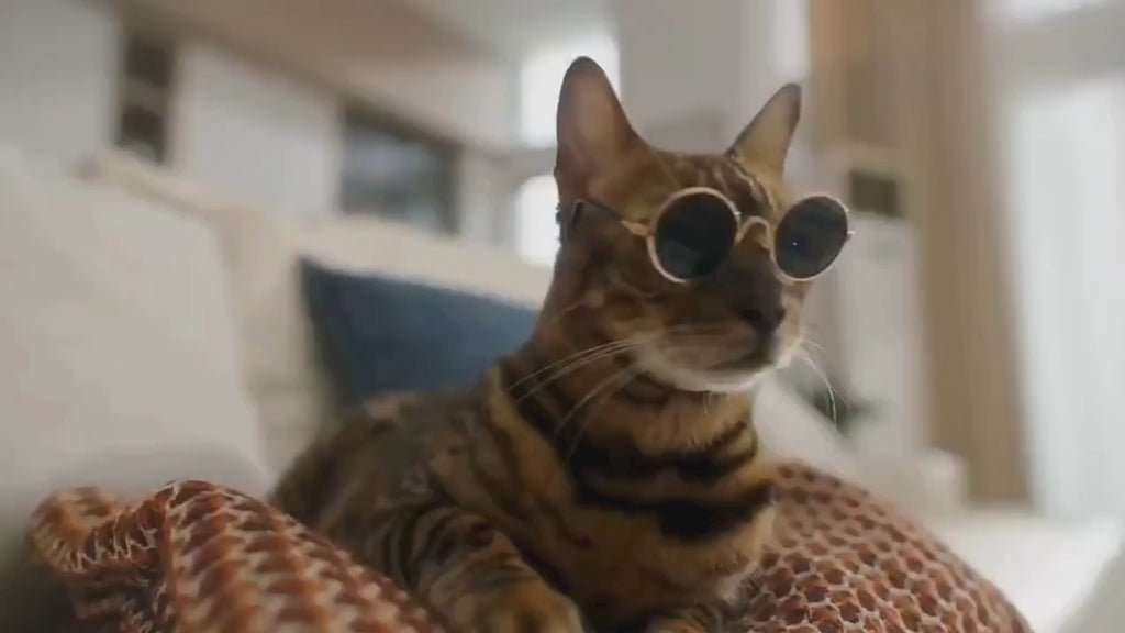 Video av självrengörande kattlåda - Djurslottet
