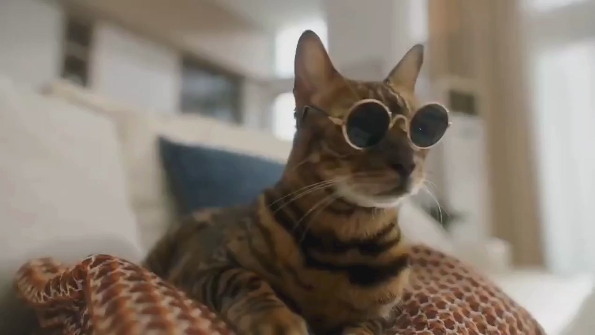 Video av självrengörande kattlåda - Djurslottet
