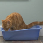 Video av Airclean luftrenare för kattlåda - Djurslottet