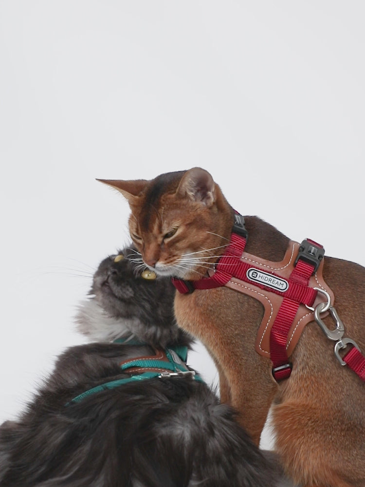 Hidream kattsele video